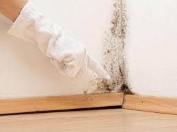 Best Mold Damage Restoration in Tallmadge, OH